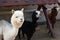 White, black and brown llamas and alpacas in a paddock on a farm. Maintenance of cattle, wool. Zoo, family entertainment for