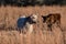 White and black calf in field