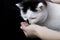 White and black cat eats dry food with hands