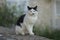 A white and black cat poses on the wall