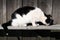 The white-black cat is sintting on the wooden bench