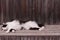 White-black cat sleeps on a wooden bench