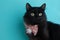 White Black Cat Wearing Flower Bow Tie Pink Close Up Face Portrait Pet Cute Costume Fluffy Blue Background Collar