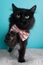 White Black Cat Wearing Flower Bow Tie Pink Paw Tongue Standing Portrait Pet Cute Costume Fluffy Blue Background Collar