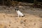 White black cat on yellow sand beach. Stray cat in tropical island. Invasive species in Asia. Short-tail asian kitty