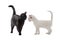 White and black cats find out the relationship between themselves isolated