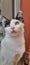 A white and black catâ€™s close-up, with wide open yellow eyes, outdoor and looking up.