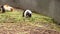 White and black Cavia porcellus has a snack in the form of a juicy blade of grass. The pet is having lunch. Domestic cavy eats wil