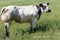 A white and black Charolais beef cows grazing in a green grassy pasture looking curiously at the camera