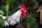 White - black cockerel with red head.