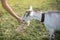 White with black collar eating grass from a boy& x27;s hand. Warm summer evening light. Farming concept