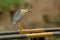 A white and black crane walking on iron pipe