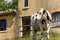 White and black dairy cow - Italian Alps