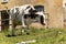 White and black dairy cow - Italian Alps