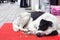 White and black dog sleeping on red carpet with word wellcome on the street in entrance of the shop