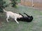 White and Black Dogs play fighting wrestling in the garden