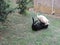 White and Black Dogs play fighting wrestling in the garden