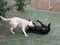 White and Black Dogs play fighting wrestling in the garden