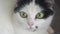 White black domestic cat lies down on table, looks at camera. Funny pet. Low angle closeup shot from below