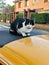 White and black domestic european cat over the car