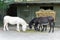 White and black donkeys in a stable