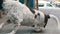 White black dot dog lying on the pavement