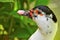 White and black Duck Closeup