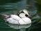White and Black Duck Floating in Greenish Blue Glossy Water