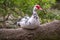 White and black duck with red head, The Muscovy duck, sits on the tree on the shore of the pond.