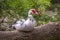 White and black duck with red head, The Muscovy duck, sits on the tree on the shore of the pond