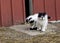 White and black farm kittens