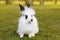 White and black fluffy baby rabbit on green grass in park