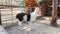 White and black fluffy llamas walk in the aviary in the zoo