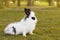 White and black fluffy small baby rabbit on green grass in park