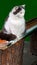 White and black fluffy street cat sits on a bench