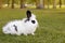 White and black funny fluffy small baby rabbit on green grass in