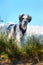 White and black fuzzy dog in grass and high mountains at background