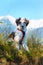 White and black fuzzy dog in grass and high mountains at background