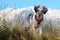 White and black fuzzy dog in grass and high mountains at background