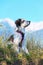 White and black fuzzy dog in grass and high mountains at background, freedom travel concept