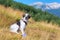 White and black fuzzy dog in grass and high mountains at background, freedom travel concept
