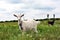 White and black goat standing on a meadow near two water towers, cloudy sky