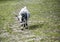 White and black goat walking through the fields