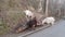 White and black goats graze in winter