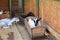 White and black goats lie in the feeders.