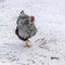 White-black-gray chicken Wiandot walking in the snow