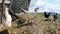 White and black hens in the henhouse