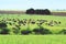 White and black Holando Argentino cows herding and on green field