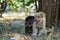 White and black homeless puppies near a homemade drinker