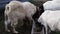 White and black horned goats eating grain and pushing away a younger goat